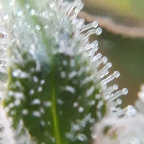 Azul growlog timeline photo