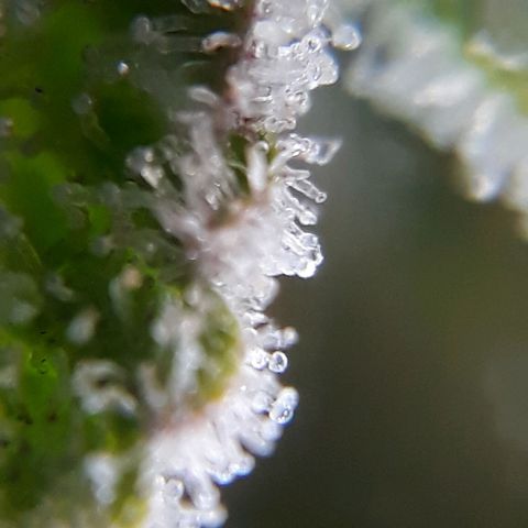 Azul growlog timeline photo