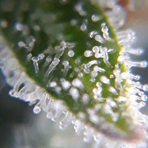 Azul growlog timeline photo