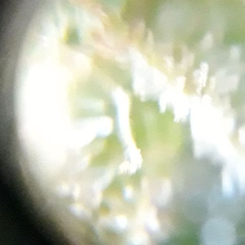 Azul growlog timeline photo