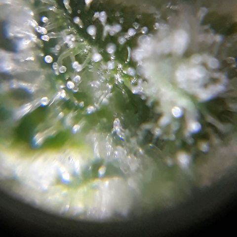 Azul growlog timeline photo