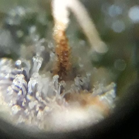 Azul growlog timeline photo