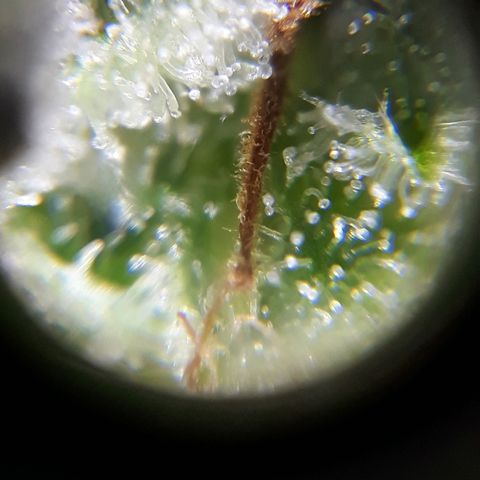 Azul growlog timeline photo
