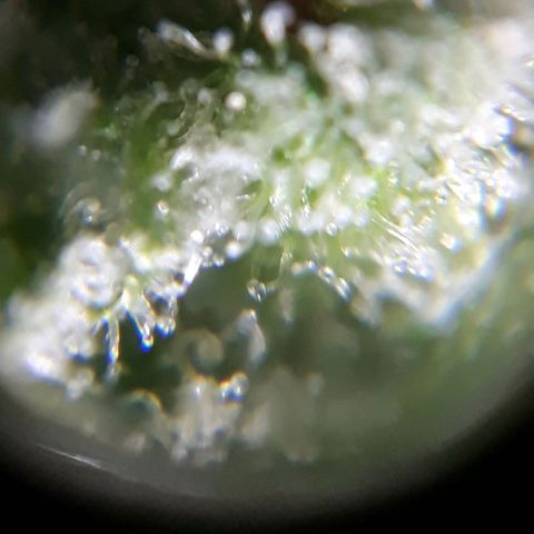 Azul growlog timeline photo