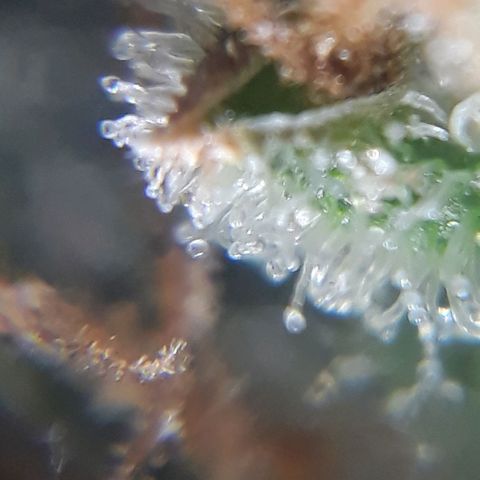 Azul growlog timeline photo