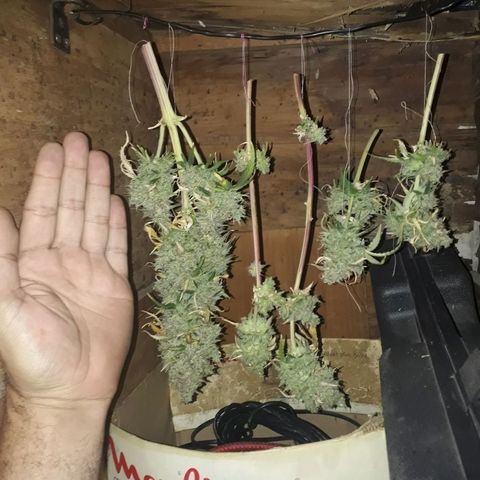 Azul growlog timeline photo