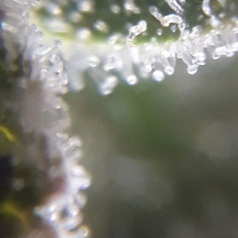 Azul growlog timeline photo