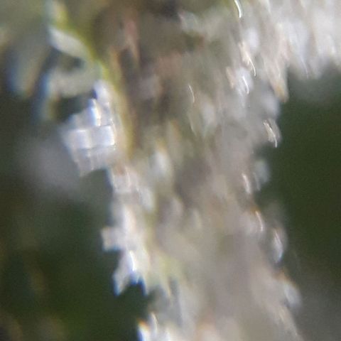 Azul growlog timeline photo