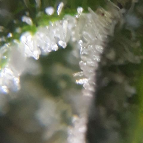Azul growlog timeline photo