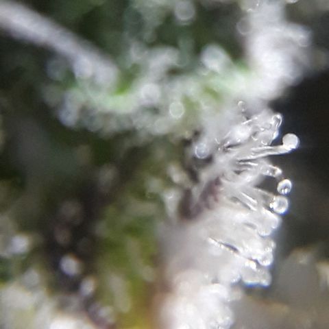 Azul growlog timeline photo