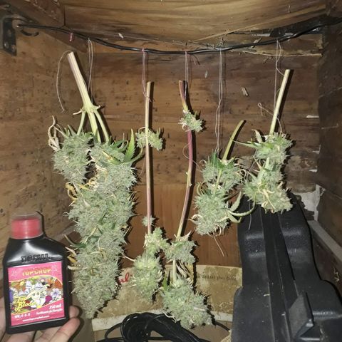 Azul growlog timeline photo