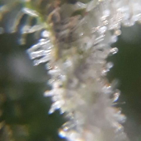 Azul growlog timeline photo