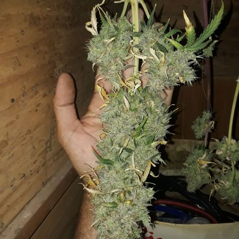 Azul growlog timeline photo
