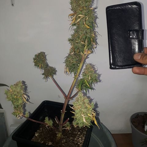 Azul growlog timeline photo