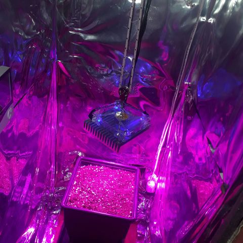 Pepita growlog photo: Hoy al indoor