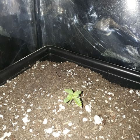 Pepita growlog timeline photo