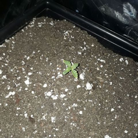 Pepita growlog timeline photo