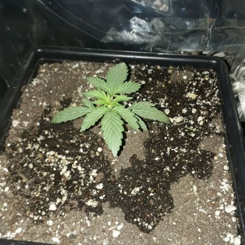 Pepita growlog timeline photo