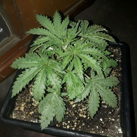 Pepita growlog timeline photo