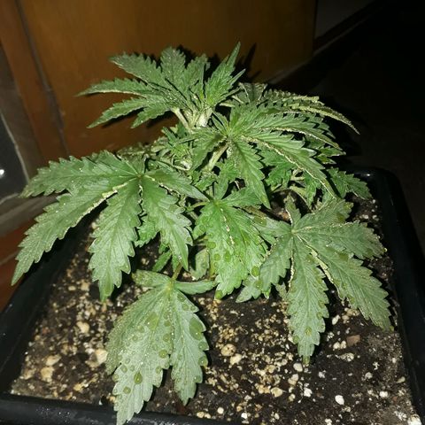 Pepita growlog timeline photo