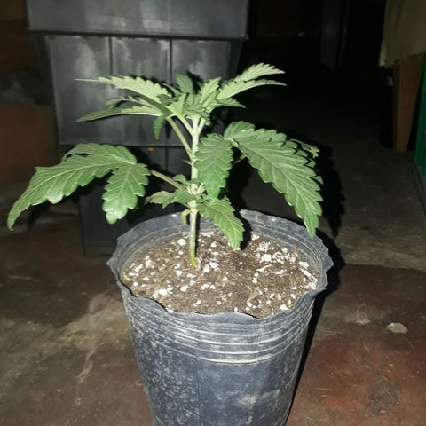 Cleopatra paragua growlog timeline photo