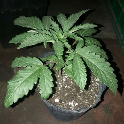Cleopatra paragua growlog timeline photo