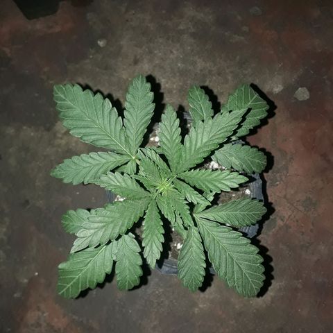 Cleopatra paragua growlog timeline photo
