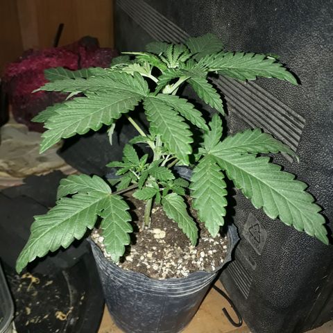 Cleopatra paragua growlog timeline photo