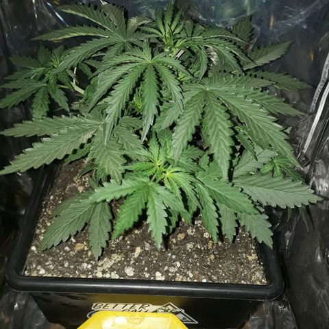 Pepita growlog timeline photo