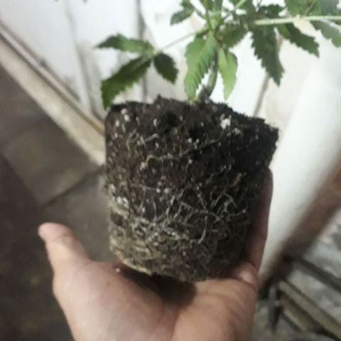 Cleopatra paragua growlog timeline photo