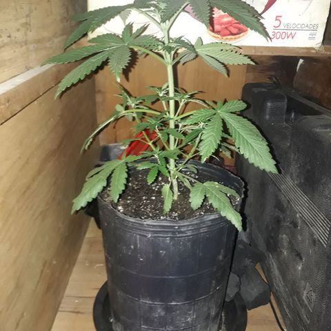 Cleopatra paragua growlog timeline photo