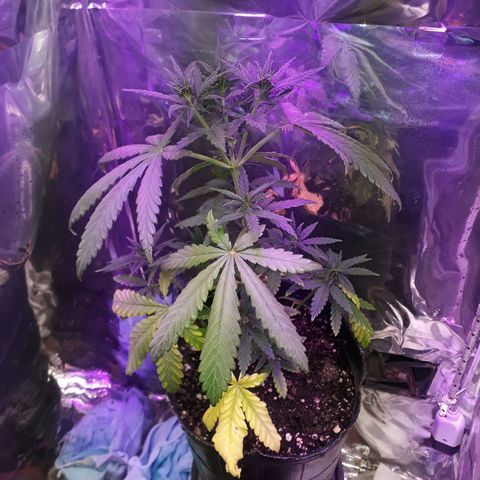 Cleopatra paragua growlog timeline photo