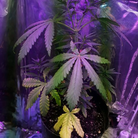 Cleopatra paragua growlog timeline photo