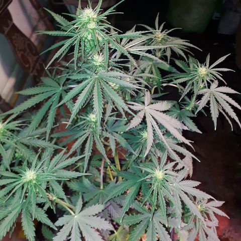 Pepita growlog timeline photo