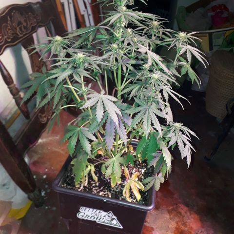 Pepita growlog timeline photo