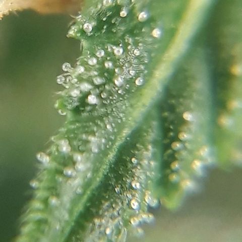Pepita growlog timeline photo