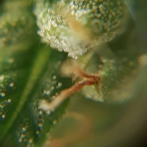 Pepita growlog timeline photo