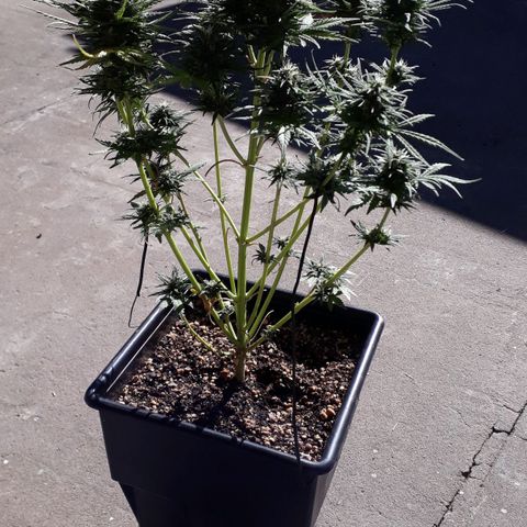 Pepita growlog timeline photo