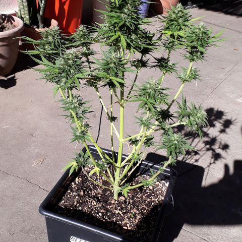 Pepita growlog timeline photo
