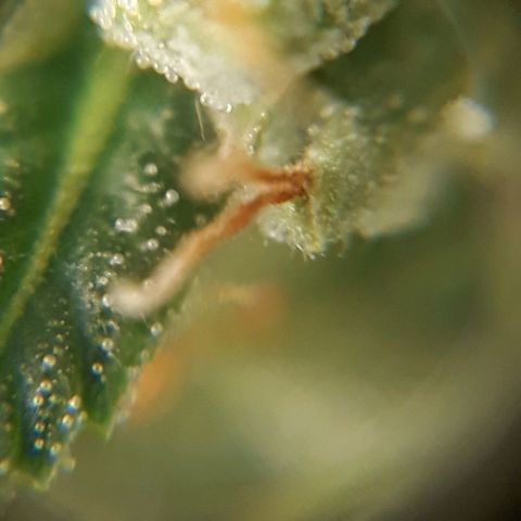 Pepita growlog timeline photo
