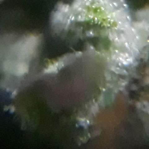 Pepita growlog timeline photo