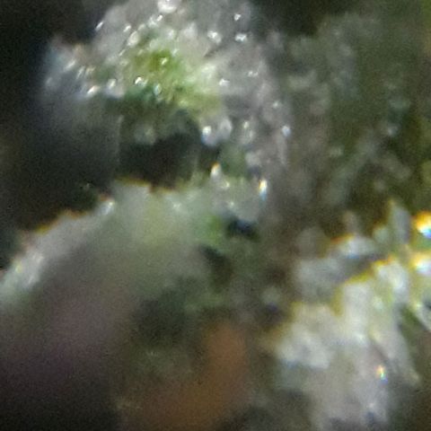 Pepita growlog timeline photo