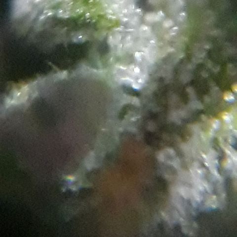 Pepita growlog timeline photo