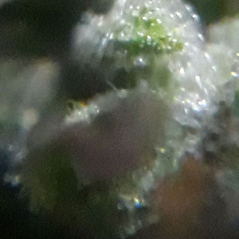 Pepita growlog timeline photo
