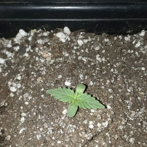 Oggi growlog timeline photo