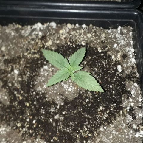 Oggi growlog timeline photo