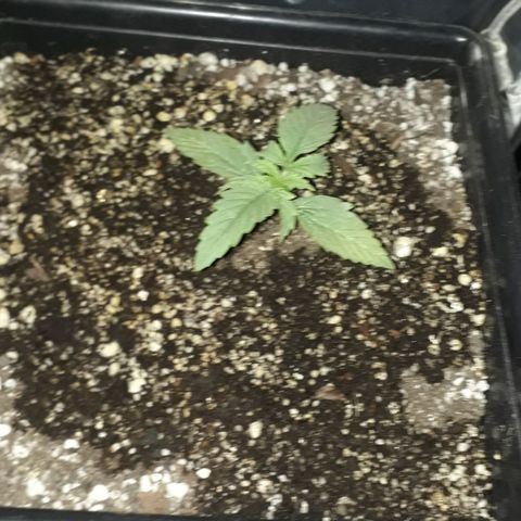 Oggi growlog timeline photo