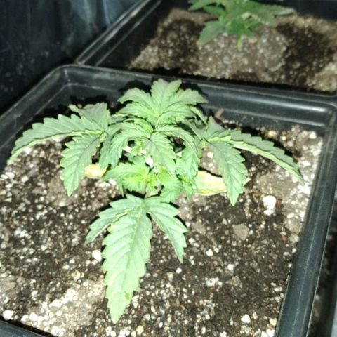 Oggi growlog timeline photo