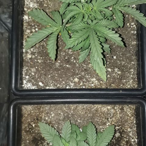 Oggi growlog photo: La grande