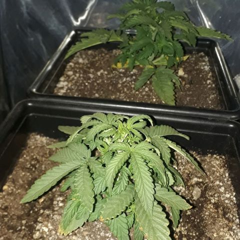 Oggi growlog photo: La grande